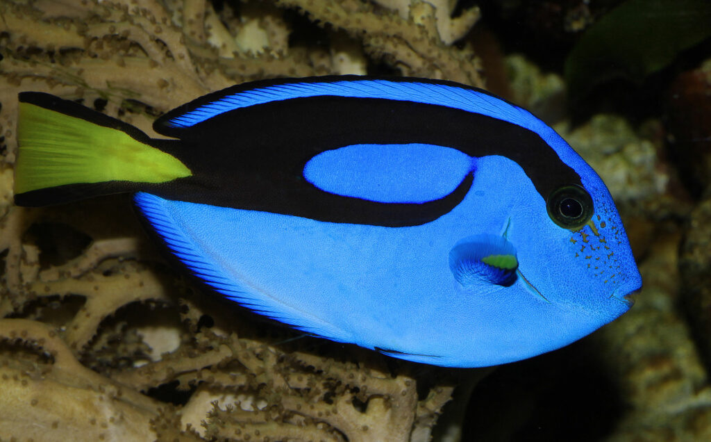 Paracanthurus hepatus, image by H. Krisp CC BY 3.0 via Wikimedia Commons