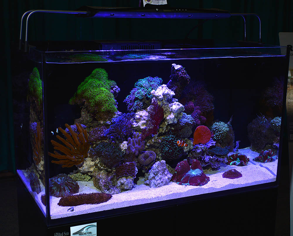 Nicely aquascaped showing a mix of "soft corals" and LPS, the aquarium reminds us that a beautiful reef aquarium can be more than colorful Acropora sticks.