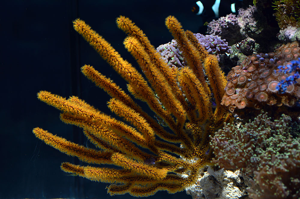 This gorgonian, when open, was a strong and striking feature coral in the reef. We should keep more Gorgonians in our tanks!