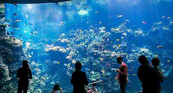Photo Tour: Steinhart Aquarium’s World-Class Marine Collection