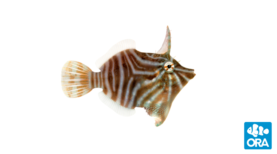ORA's latest captive-bred introduction, and a species first, the Radial Filefish, Acreichthys radiatus.