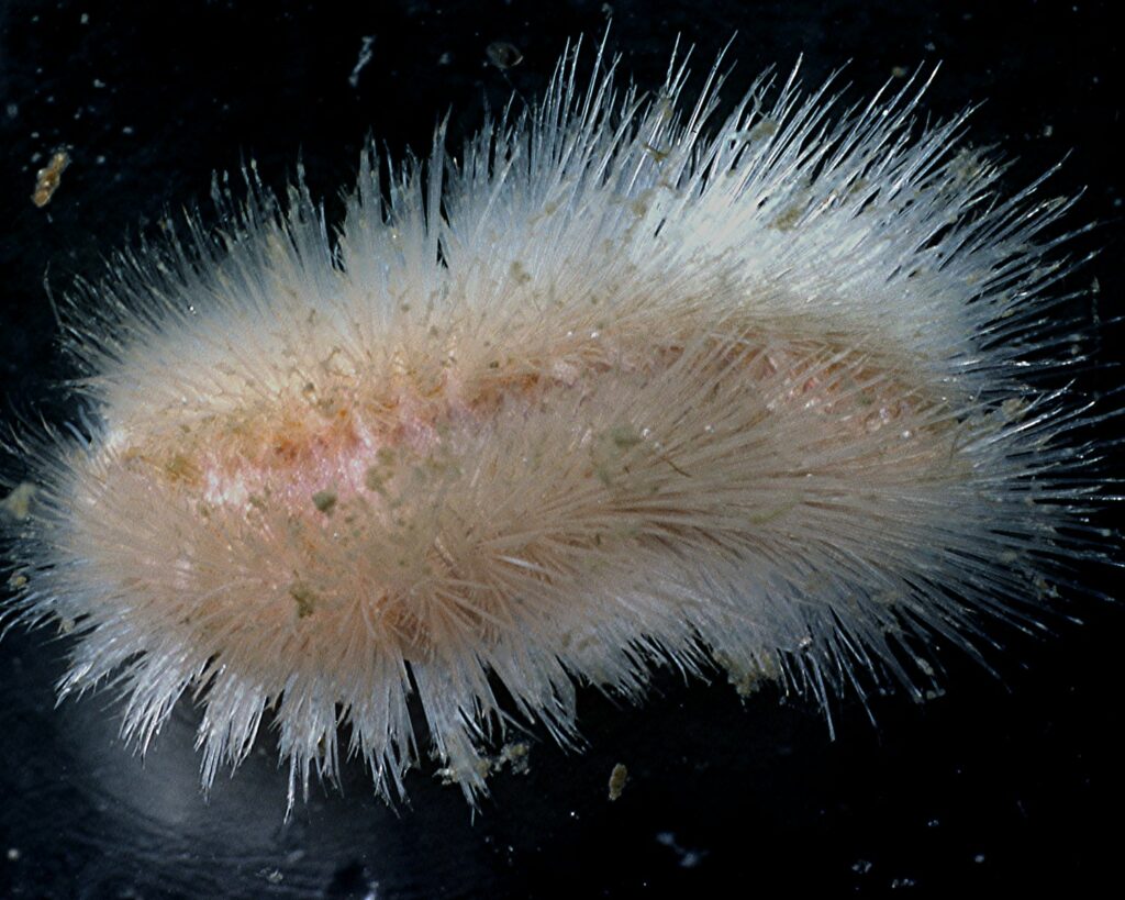 A Small Fire Worm From Cold Water.  It lives inside of sponges and is about 3 cm (2.2 inches) long.  Virtually every bristle is a defensive bristle.