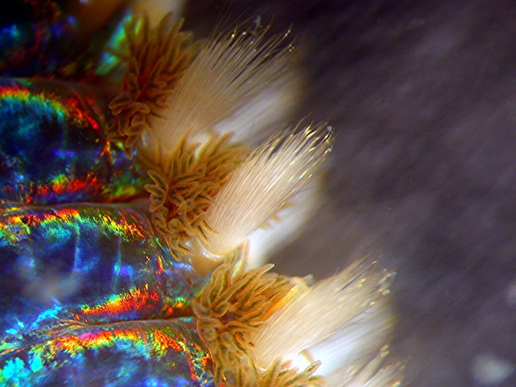 A close-up of a Eurythoe from my aquarium.  The rounded brownish structures are segmental gills.  They are above golden, non-defensive chaetae made of chitin.  Under those are the bright white and somewhat out-of-focus defensive chaetae.