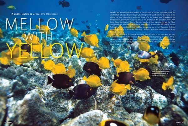 Reef fishes expert Scott Michael takes a fresh and appreciative look at the Yellow Tang and offers his views on how to keep them in the marine aquarium.