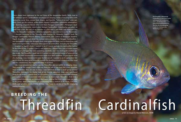 Veterinarian-by-day, marine fish basement breeder by night, Dr. David Watson tells how he has succeeded with the challenging Threadfin Cardinalfish.