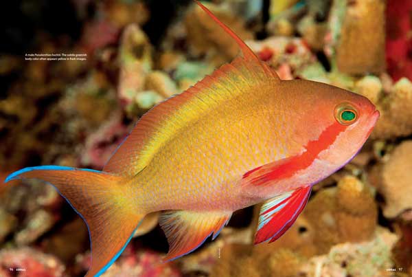 The Green Anthias is a beauty—and not always green—and a hardy member of its genus for aquariums with space and rugged tankmates. See Daniel Knop's well-illustrated Species Spotlight for a look at a reef fish worth knowing.