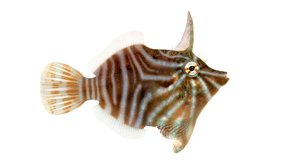 New Captive-bred Marine Species: Radial Filefish