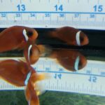 8 to 10 month old Split-Face Clownfish, the hybrid of Amphiprion (barberi 'Fiji' X ephippium).