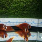 8 to 10 month old Split-Face Clownfish, the hybrid of Amphiprion (barberi 'Fiji' X ephippium).