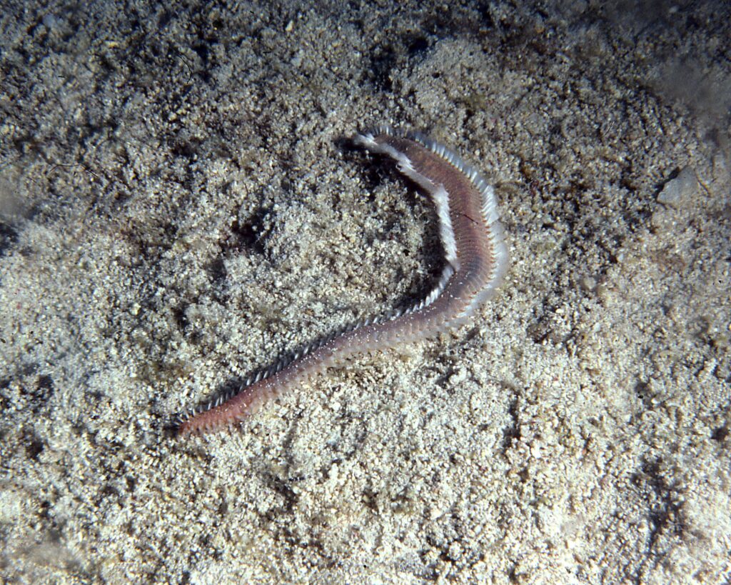 Eurythoe complanata, taken off Cozumel, Mexico.  The white defensive bristles are erected.  The worm was about 20 cm (8 in) long.