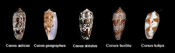 Dangerous Conus species found in the Philippines. Ranging over the Indian and tropical Pacific Oceans, the fish-eating Conus spp. have been implicated in the deaths of fisherfolk and people wading in shallow seas. Image © Wolfgang Bethge | http://www.insights-philippines.de/conesnails.htm
