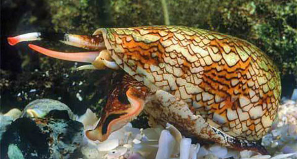 Conus textile, a deadly fish-eating species, is sought-after by shell collectors. Image: David Paul, Bruce Livett/Univ. of Melbourne.