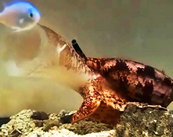 Conus geographus attempts to capture Chromis that it will paralyze with weaponized insulin and kill with potent neurotoxins. Image credit: Jason Biggs / Baldomero Olivera