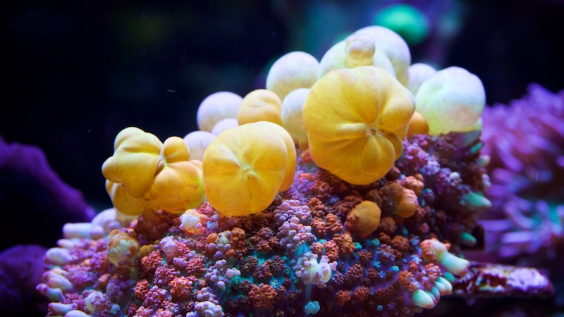 The Incredible Reef Aquarium of Nathan Gist
