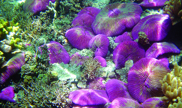 Bed of Fungia sp. corals in the Mariana Islands. Credit: NOAA/David Burdick