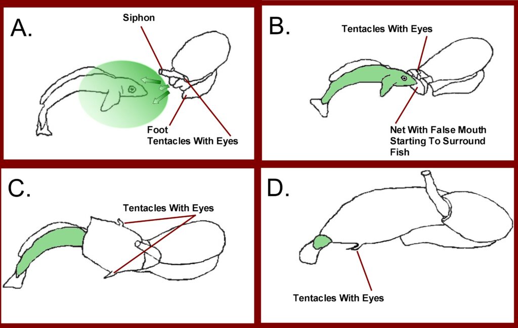 A net feeding Conus feeding on a small fish. A. The snail sprays the "nirvana-cabal"(green) into water near and over a fish. B. The snail approaches the fish which has absorbed the weaponized insulin. C. The net (the snail's expanded head and mouth region) engulfs the fish. D. The fish is almost completely engulfed.
