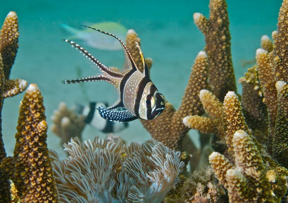 Banggai Cardinalfish to be Listed Under ESA—Endangered Species Act