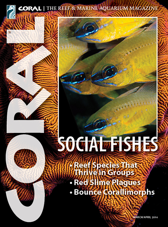 Preview cover of CORAL Magazine for March/April 2016, with a publication date of March 8th. Cover image by Scott W. Michael, Ostorhinchus aureus shoal.