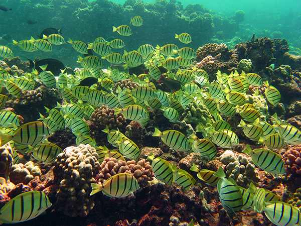 Healthy Hawaiian reef swarming with Convict Tangs. New program will provide rapid response to corals damaged by boats, anchors, storms and construction. Image; Daria White/Shutterstock.