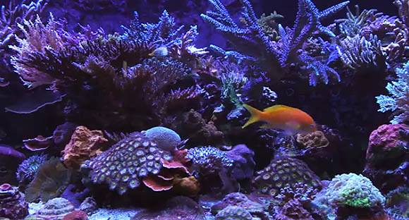 An awe-inspiring American reef with an eclectic combination of high-tech lighting and system management technology, including continuous water changes.