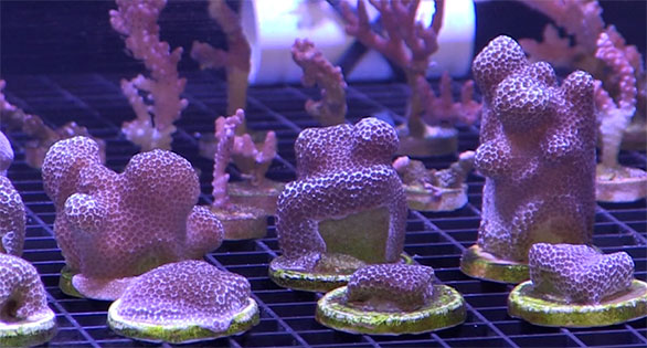 Frags of stony corals collected in Hawaiian waters being growth in the new culture facilities. Hawaii is known for having slow growing corals, owing to its cooler water temperatures.
