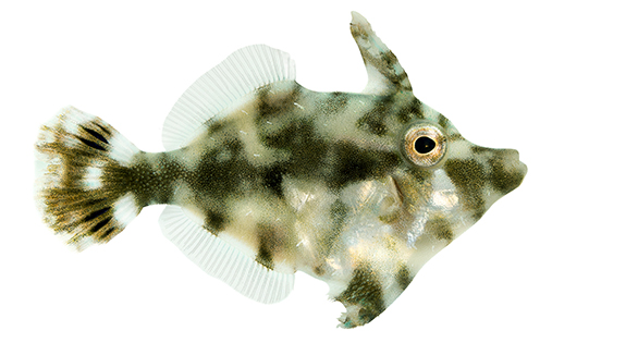 ORA Introduces Captivebred Aiptasia-eating Filefish