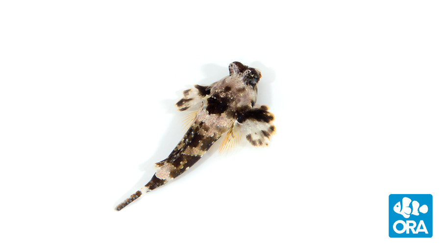 ORA's captive-bred Synchiropus ocellatus, the Scooter Dragonet, is often called a "Scooter Blenny" in the aquarium trade. Image courtesy ORA