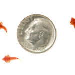Juvenile Red Scooter Dragonets, Synchiropus stellatus. Image courtesy ORA