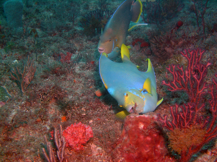 A Blue Angelfish hangs in the background, while a possible hybrid "Townsend's" Angelfish grazes in the foreground. The incomplete nape crown, yellow trailing edge on the anal fin, and body color extending into the tail, are possible tip-offs to some cross breeding in this fish's genetic history. Image by <a href="https://www.flickr.com/photos/54556732@N00/154542266/" target="_blank">Gary Rinaldi</a> | <a href="https://www.flickr.com/photos/54556732@N00/154542266/" target="_blank">CC BY SA 2.0</a>