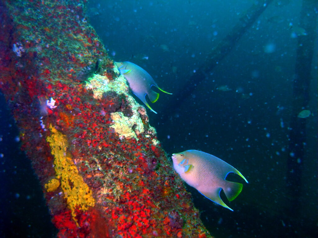 A pair of Blue Angelfish, Holacanthus bermudensis, photographed at Bridge Span 14 in Panama City Beach, FL, by Greg Grimes | CC BY SA 2.0