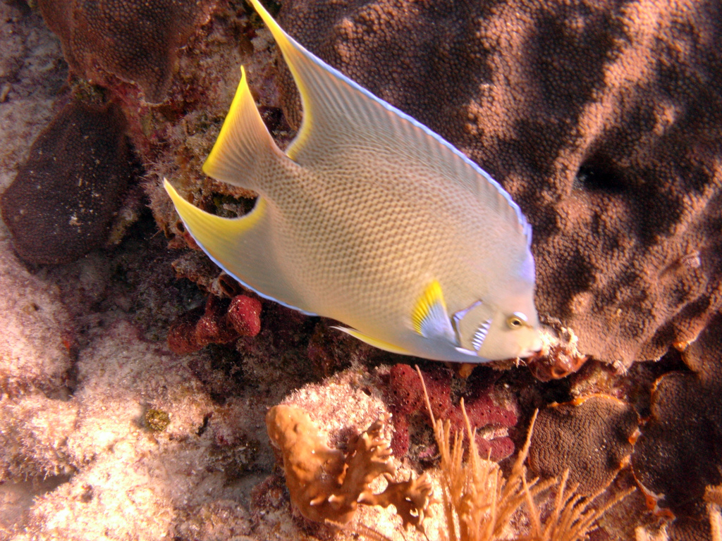 Another look at the Blue Angelfish, showing how they can still show a "blue crown" of sorts on the nape, but overall clearly illustrating the immediate coloration differences that distinguish it from the Queen Angelfish. Image by Flickr user amanderson2 | CC BY 2.0