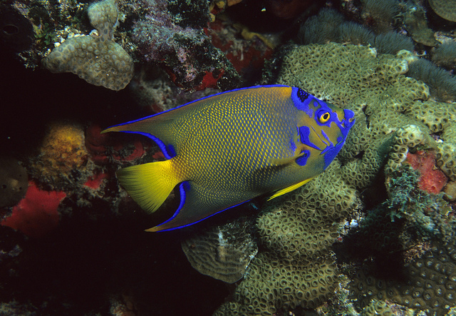A mature Queen Angelfish, Holacanthus ciliaris, showing the yellow tail, yellow pectoral fins, and nape crown characteristic of the species. Image by Dr. Dwayne Meadows, NOAA/NMFS/OPR | CC BY 2.0