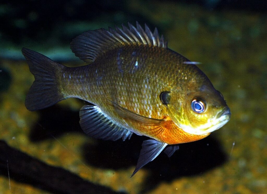 <em>Lepomis macrochirus</em>, the Bluegill.