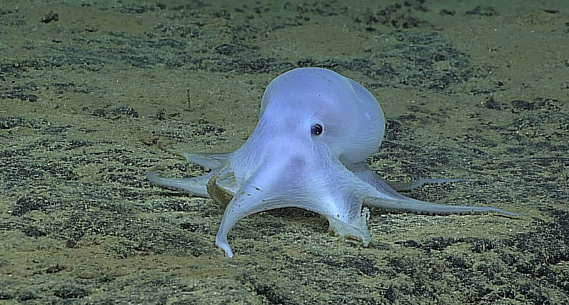 Deep Discoverer Finds a Very Deep, Ghostlike Octopod