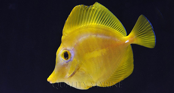 Captive-bred Zebrasoma flavescens the day after arrival in mainland US from Hawaii. Note signs of skin erosion. Image: Quality Marine.