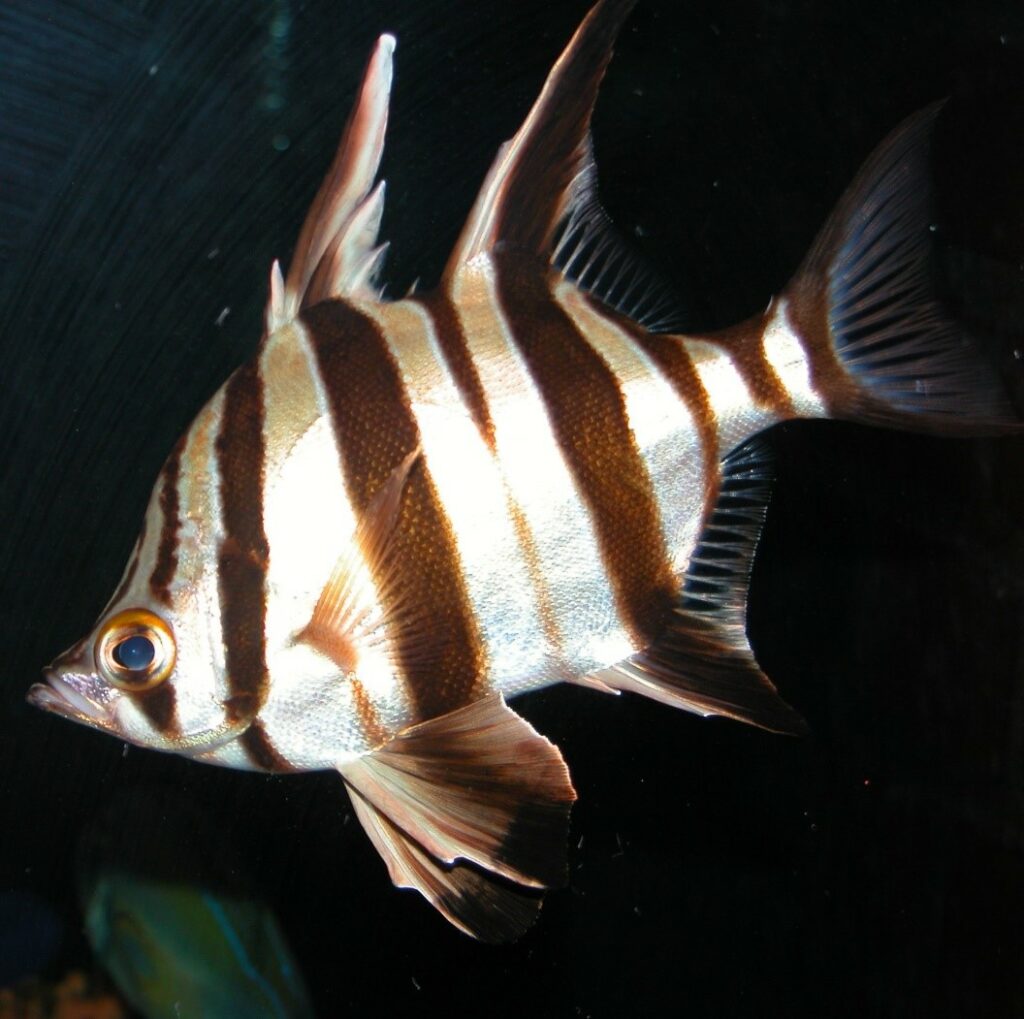 Old Wife fish – named for the grumbling noise it makes when removed from the water