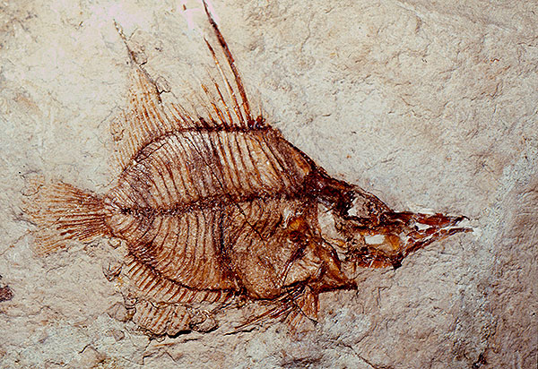 Fossilized Old Wife, Enoplosus pygopterus: common names reduce barriers to discussion and communication. Image: Cesiumfrog/Wikicommons