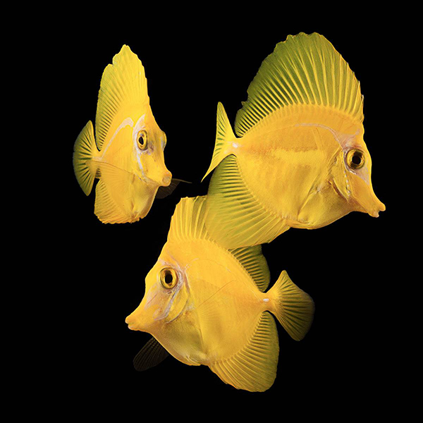 History-Making Yellow Tangs Coming to Global Pet Expo