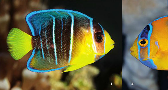 CORAL Errata – Queen vs. Blue Angelfish, March/April 2016