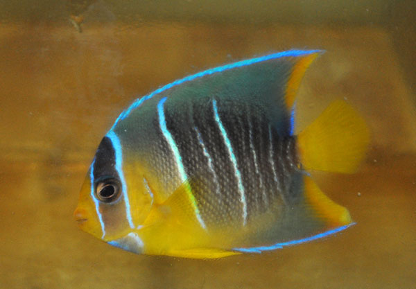 A juvenile Blue Angelfish, Holacanthus bermudensis, identified primarily through straight vertical barring and somewhat less vibrant coloration. Image by Matt Pedersen