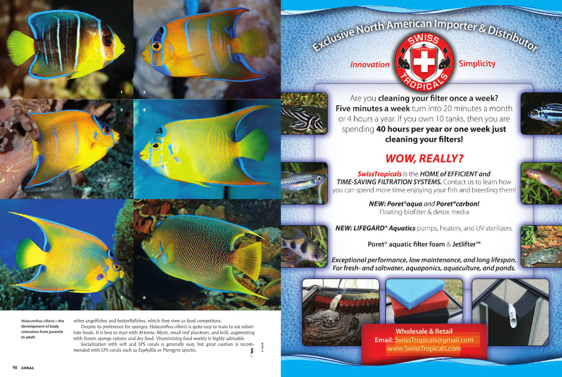 Unfortunately, two Blue Angelfishes, Holacanthus bermudensis, images 1 and 6 in this series, snuck by misidentified as the Queen Angelfish, Holacanthus ciliaris.