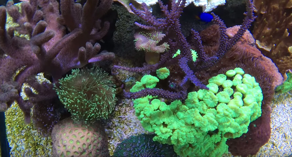 While there are fewer neon green Cluastrea corals (Trumpet or Candy Cane Coral) in the aquarium, the colonies that are present are larger and dense.