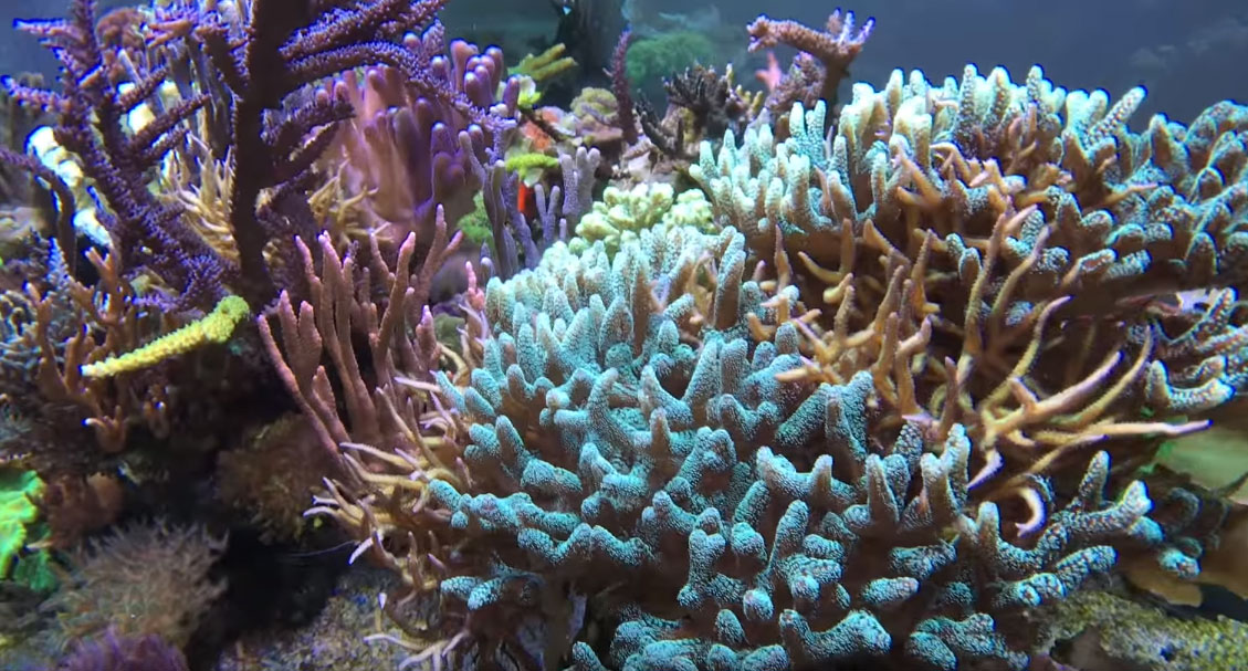 Two distinct types of Birdsnest Corals continue to intertwine and compete as they grow. Will Knop chose to intervene so one coral doesn't smother the other?