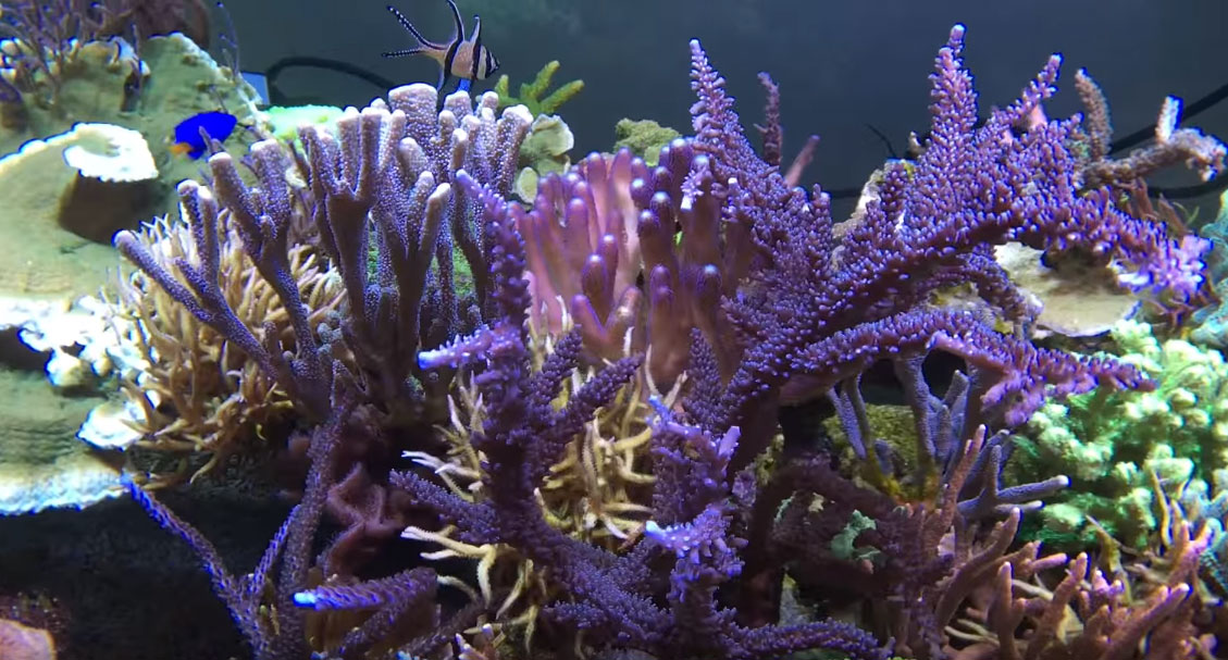 The central portion of the aquarium has been reworked to provide more space for corals to grow in.