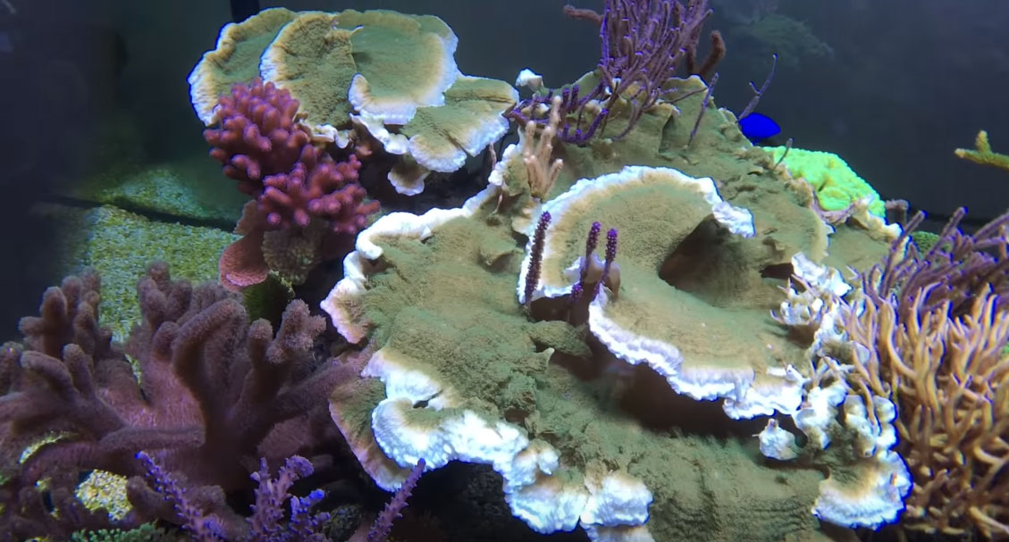 Knop notes that this green Montipora capricornis has officially become "dangerous" - note how it has simply grown around competing corals and gorgonians!