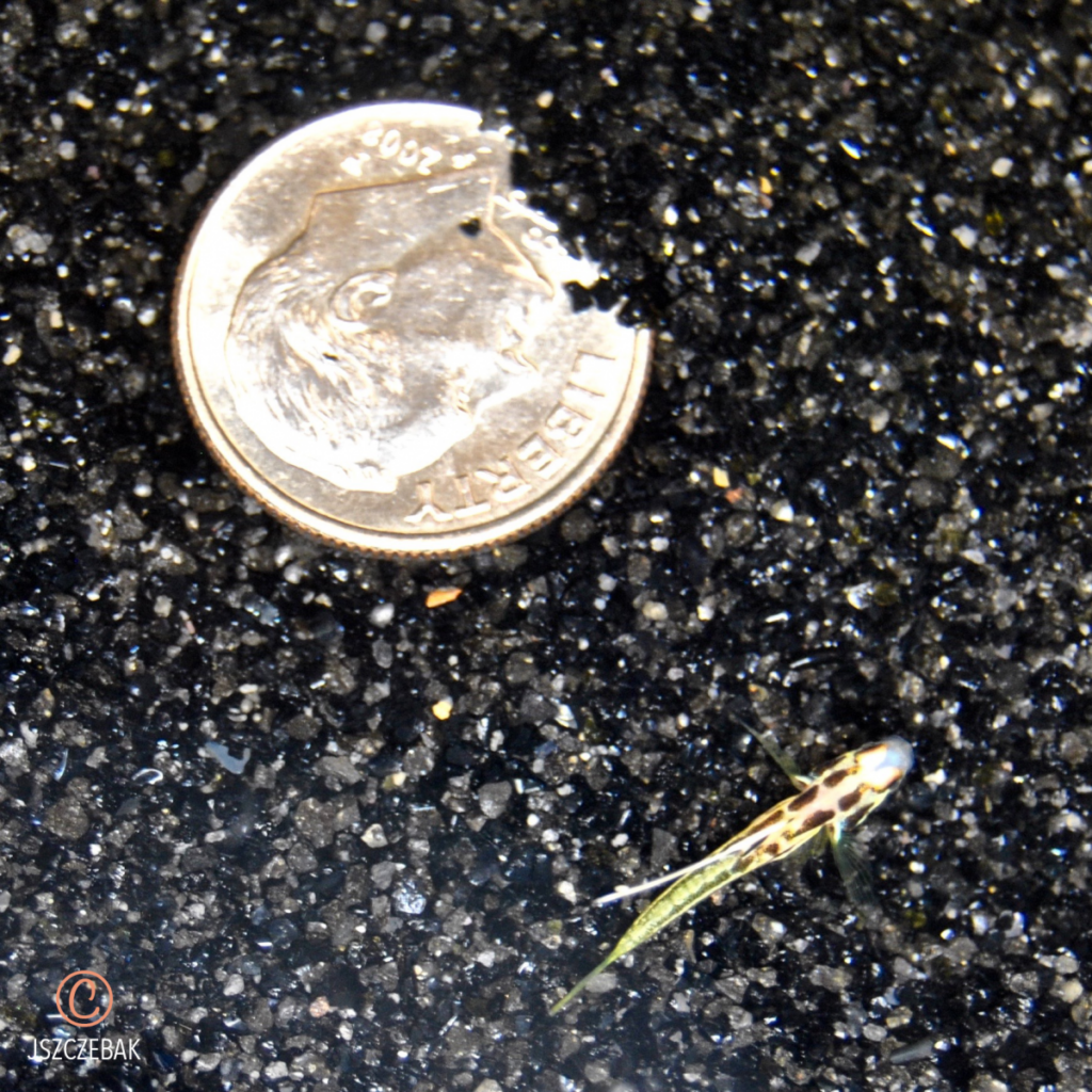 Captive-bred Yasha Gobies, Stonogobiops yasha, at 57 days post hatch, next to a dime for size comparison. Image copyright Joe Szczebak