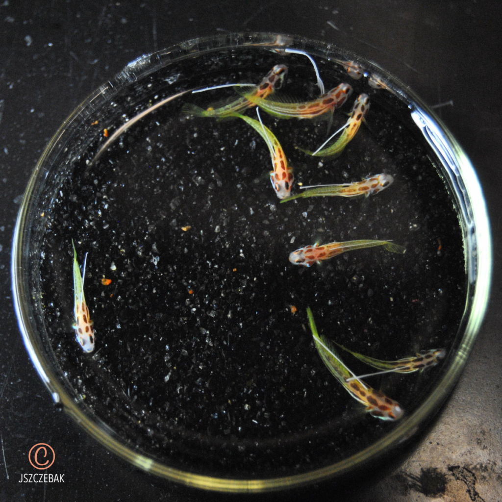 Captive-bred Yasha Gobies, Stonogobiops yasha, at 57 days post hatch. Image copyright Joe Szczebak