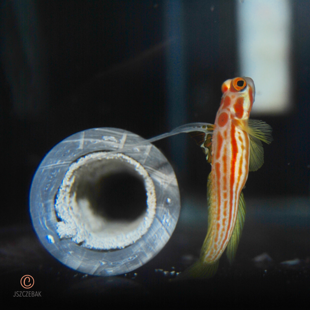 A mature female Yasha Goby Broodstock with 1" pvc pipe as a surrogate borrow.