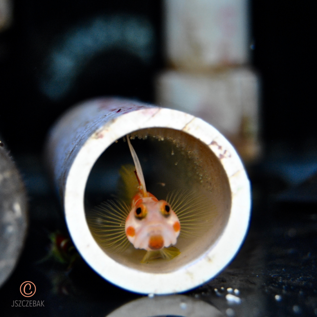 A male Yasha Goby stands guard as larvae hatch from the nest.