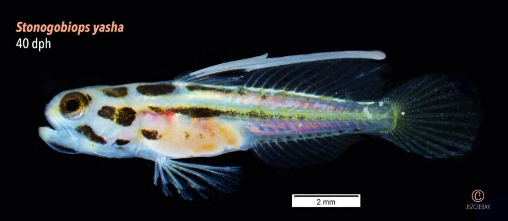 Captive-bred Yasha Gobies, Stonogobiops yasha, at 40 days post hatch. Image copyright Joe Szczebak